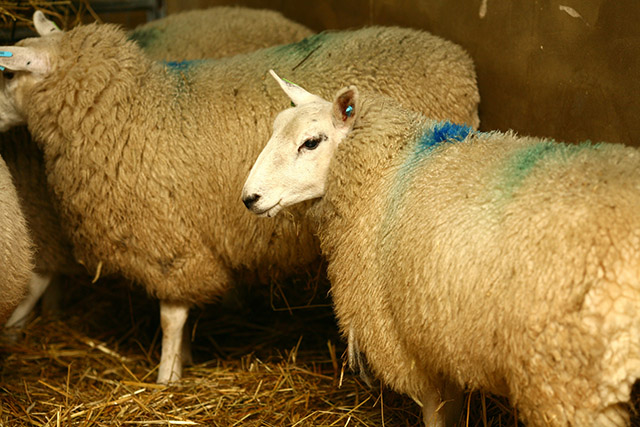 动物研究设施中的绵羊