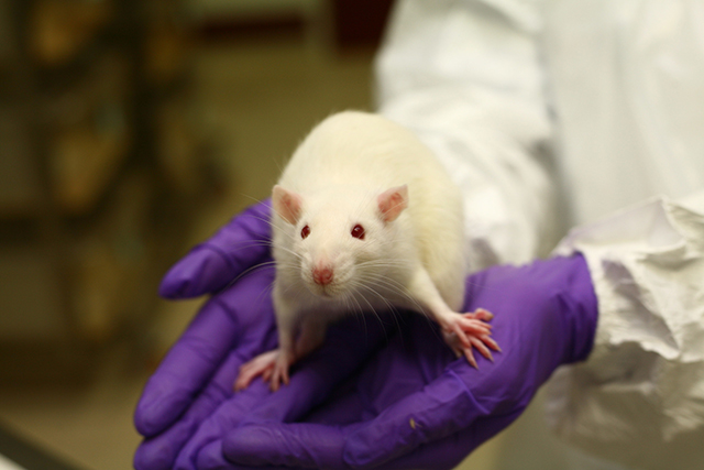 动物研究设施里的老鼠