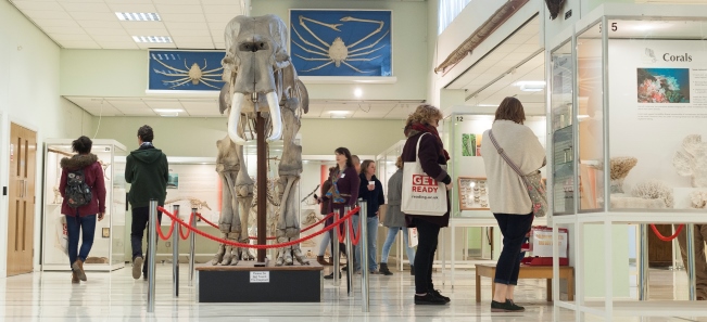 科尔博物馆展出的一头雄性印度象的骨架
