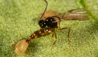 寄生蜂和蚜虫-彼得·斯瓦特顿，洛桑研究所