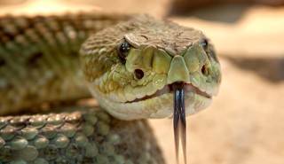 伸出舌头的蛇